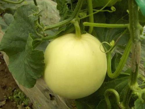 怎么可以吃兔兔 